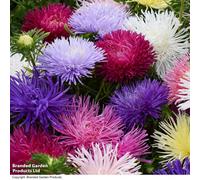 Thompson & Morgan Dahlia Starlight Mixed 1 Seed Packet (25 Seeds)