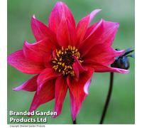 Thompson & Morgan Dahlia Waltzing Matilda 1 Tuber - Summer Flowering