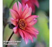 Thompson & Morgan Dahlia Waltzing Matilda - 3 Tubers