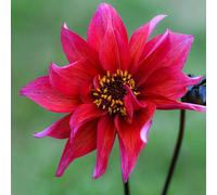 Thompson & Morgan Dahlia Waltzing Matilda 6 Tubers