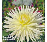 Thompson & Morgan Dahlia Yellow Star 3 Tubers (Size 1) - Summer Flowering