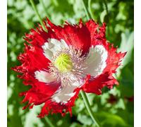 Thompson & Morgan Danish Flag Poppy Seeds - Red & White Hardy Annual Blooms For Bedding Borders Containers. Easy Grow Ornamental Flowers