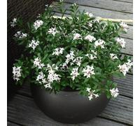 Thompson & Morgan Daphne Eternal Fragrance 15Cm Potted Plant X 2