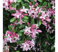 Thompson & Morgan Daphne Pink Fragrance 13Cm Potted Plant X 2