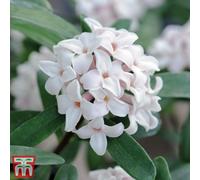 Thompson & Morgan Daphne X Transatlantica Eternal Fragrance 9Cm Pot X 3