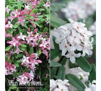 Thompson & Morgan Daphne X Transatlantica Fragrance Duo 15Cm Pot X 2