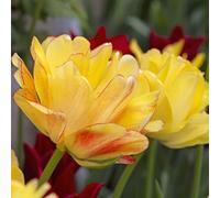 Thompson & Morgan Darwin Hybrid Tulip Akebono - Double Yellow/red/pink Blush - Robust Long-Lasting Bulbs For Late Spring Bloom - 16Pk