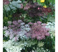 Thompson & Morgan Daucus Carota Dara 1 Seed Packet