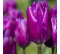 Thompson & Morgan Deep Purple Tulip Bulbs - 8X For Spring Borders Pots & Cut Flowers