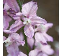 Thompson & Morgan Delphinium Belladonna Lilac Larkspur Seeds - Hardy Annual For Cottage Gardens & Cut Flowers - 100 Seeds