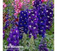 Thompson & Morgan Delphinium Dark Blue & White Bee 24 Plug Plants