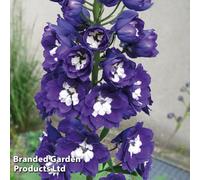 Thompson & Morgan Delphinium Dark Blue & White Bee 6 Plug Plants