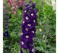 Thompson & Morgan Delphinium Magic Fountain Dark Blue White Bee 9Cm Pot X 3