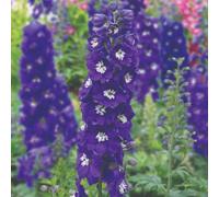 Thompson & Morgan Delphinium Magic Fountain Dark Blue & White Bee Bare Roots - 6 Pack