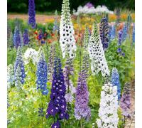 Thompson & Morgan Delphinium Magic Fountains Mix 1 Seed Packet (80 Seeds)