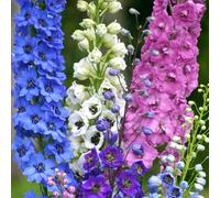 Thompson & Morgan Delphinium Magic Fountains Mix 9cm x 3