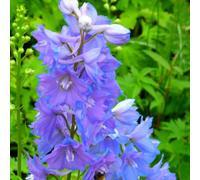 Thompson & Morgan Delphinium Magic Fountains Sky Blue 1 Litre Potted Plant X 1
