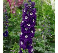 Thompson & Morgan Delphinium Mf Dark Blue Dark Bee 1 Litre Potted Plant X 1