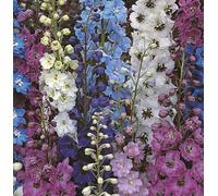 Thompson & Morgan Delphinium Pacific Giants Collection 1 Litre Potted Plants X 4