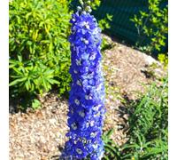Thompson & Morgan Delphinium Pacific Giants Collection - 4 Blue Lavender & Purple Varieties 1L Pots