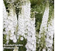 Thompson & Morgan Delphinium Pacific Giants Galahad 1 Litre Potted Plant X 2