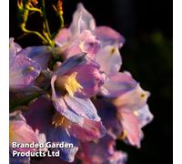 Thompson & Morgan Delphinium Pacific Giants Guinevere 1 Litre Potted Plant X 2