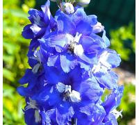 Thompson & Morgan Delphinium Pacific Giants King Arthur 1 Litre Potted Plant X 1