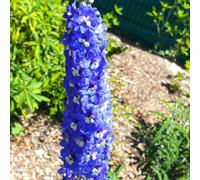 Thompson & Morgan Delphinium Pacific Giants King Arthur 1 Litre Pot X 2