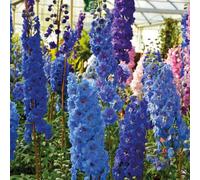 Thompson & Morgan Delphinium Pacific Mix 9Cm Potted Plant X 1