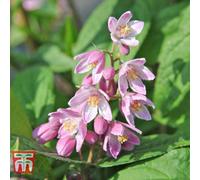 Thompson & Morgan Deutzia X Hybrida Strawberry Fields 9Cm Pot X 3