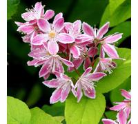 Thompson & Morgan Deutzia Yuki Cherry Blossom 3 Litre Potted Plant 30-40cm x 2