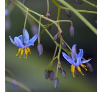 Thompson & Morgan Dianella Tasmanica (Tasman flax-lily) 1 Seed Packet (15 Seeds), Blue