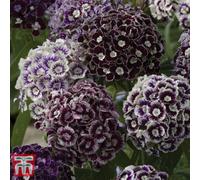 Thompson & Morgan Dianthus Barbatus Hollandia Purple Crown 1 Seed Packet (150 Seeds)