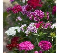 Thompson & Morgan Dianthus Barbatus Volcano Mix Organic Sweet William Flower Seeds - Hardy Fragrant Clove-Scented Cottage Garden Mix - 1 Packet (100