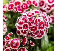 Thompson & Morgan Dianthus Dart Red White Picotee Garden Ready Plan...