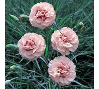 Thompson & Morgan Dianthus Doris 1 Litre Potted Plant X 1