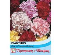 Thompson & Morgan Dianthus Giant Chabaud Mixed 1 Packet (150 Seeds)