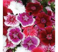 Thompson & Morgan Dianthus Pinks Festival Mixed 48 X Garden Ready Plants