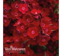 Thompson & Morgan Dianthus Pinks Rockin Red 6 Plug Plants