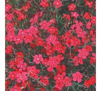 Thompson & Morgan Dianthus Red Gem Seeds Hardy Perennial Maiden Pink Ground Cover Bright Red Blooms 100 Seeds By T&m