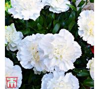 Thompson & Morgan Dianthus Scent First Memories 1 Litre Potted Plant X 1