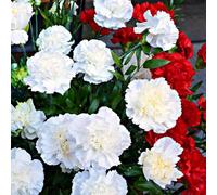 Thompson & Morgan Dianthus Scent First Memories - Fragrant Repeat Flowering Perennial For Borders & Containers - 2 X 1L Pots