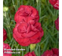 Thompson & Morgan Dianthus Scent First Passion 1 Litre Potted Plant X 1