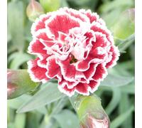 Thompson & Morgan Dianthus Scent First Sugar Plum 1 Litre Potted Plant X 1