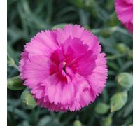 Thompson & Morgan Dianthus Scent First Tickled Pink 1 Litre Potted Plant X 1