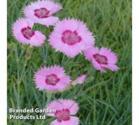 Thompson & Morgan Dianthus Shirley Temple 1 Litre Pot X 1