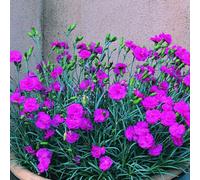 Thompson & Morgan Dianthus Tickled Pink 1.5 Litre Potted Plant X 1