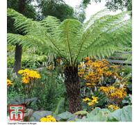 Thompson & Morgan Dicksonia Antarctica (Australian Fern Tree) 1Ft Trunk X 1