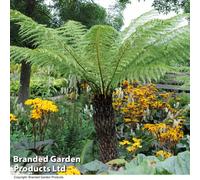 Thompson & Morgan Dicksonia Antarctica (Australian Fern Tree) 2 Litre Potted Plant X 2