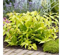 Thompson & Morgan Thompson & Morgan Diervilla Rivularis Honeybee 2 Litre Potted Plant X 1